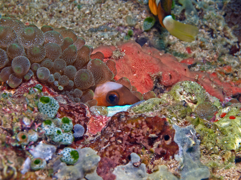 Anemone Fish, Batangas Channel